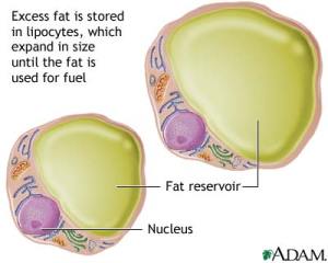 lipocytes-fat-cells-picture