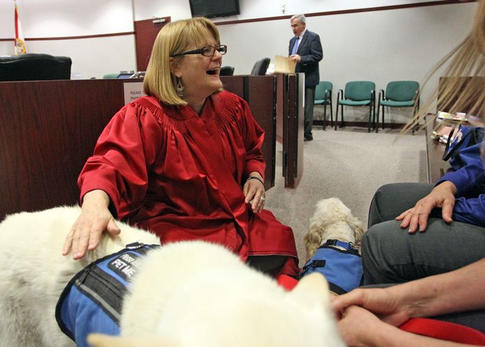 Judge Tepper allows therapy dogs in the courtroom. [Photo: Brendan Fitterer, Tampa Bay Times]